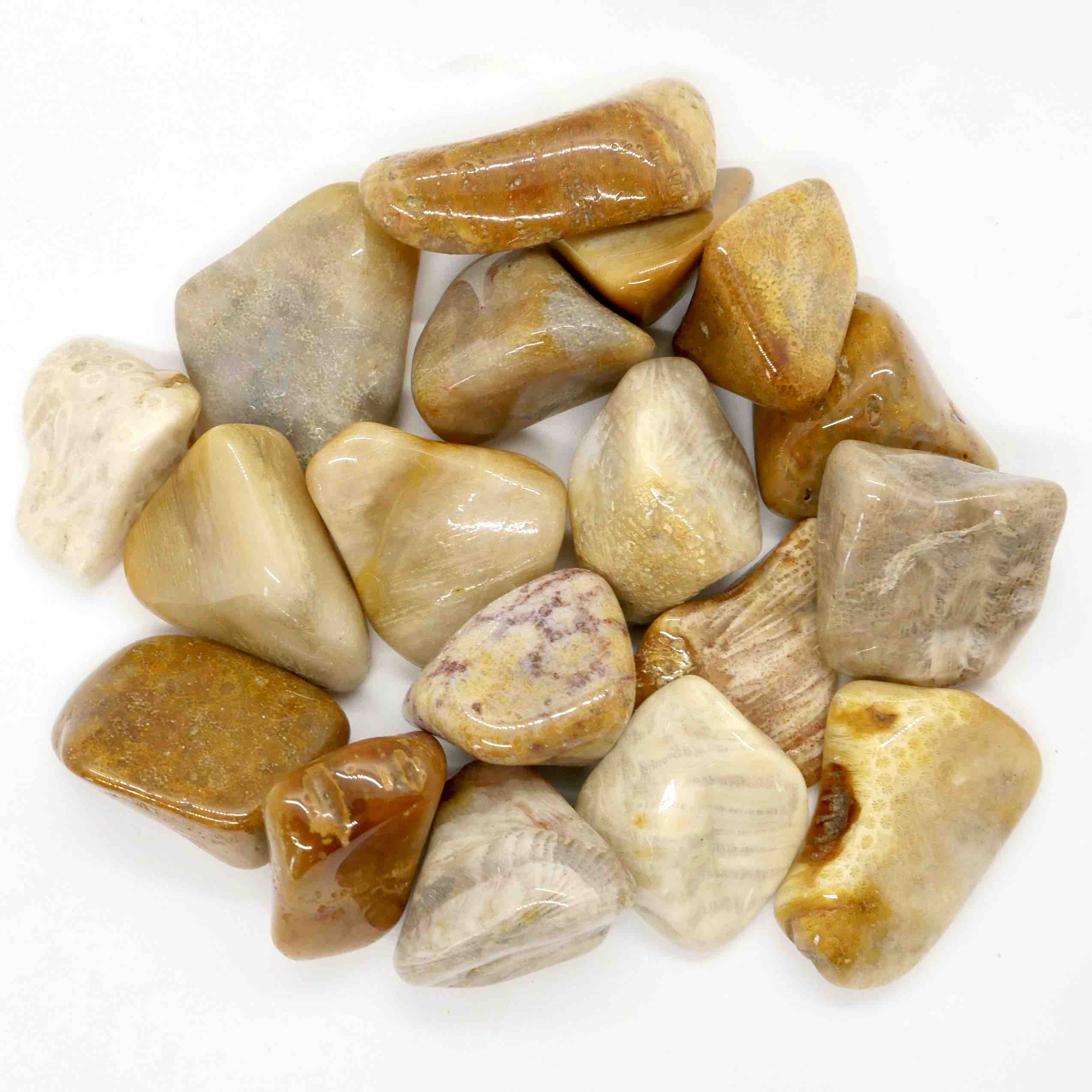 Agatized Fossil Coral Tumbled Stone ⋆ THE MYSTIC CAT