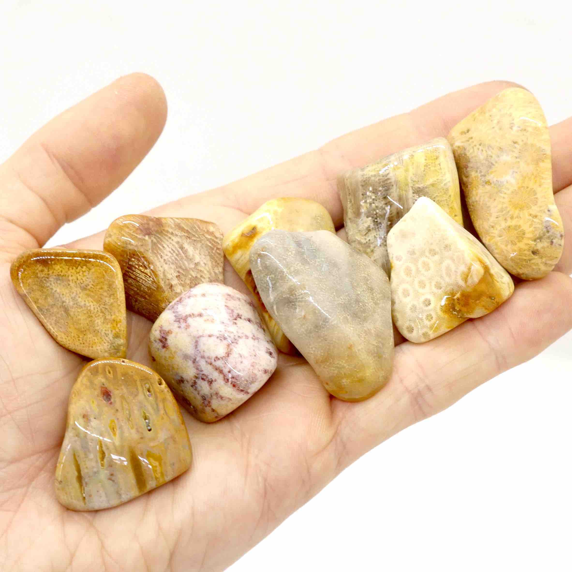 Agatized Fossil Coral Tumbled Stone ⋆ THE MYSTIC CAT
