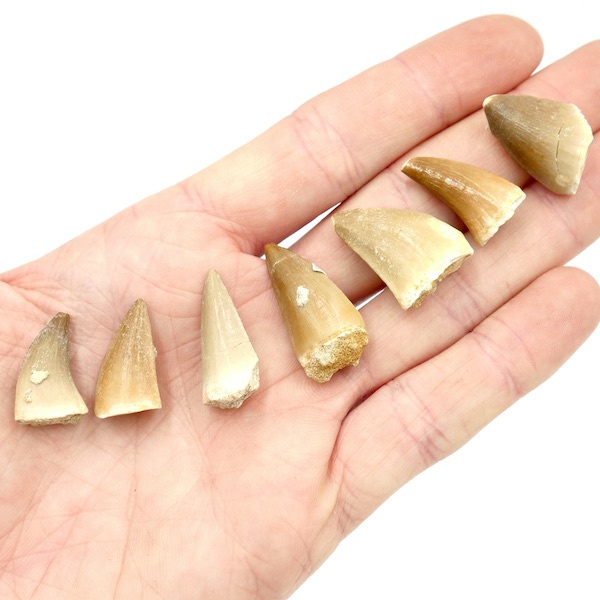 Mosasurs Lizard Tooth Fossil 3 FO02 3