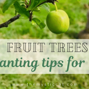 Planting Tips For Fruit Trees In South Africa