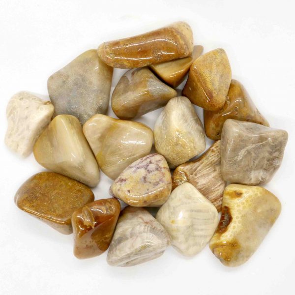 Agatized Fossil Coral tumbled A Grade 10-20g 1