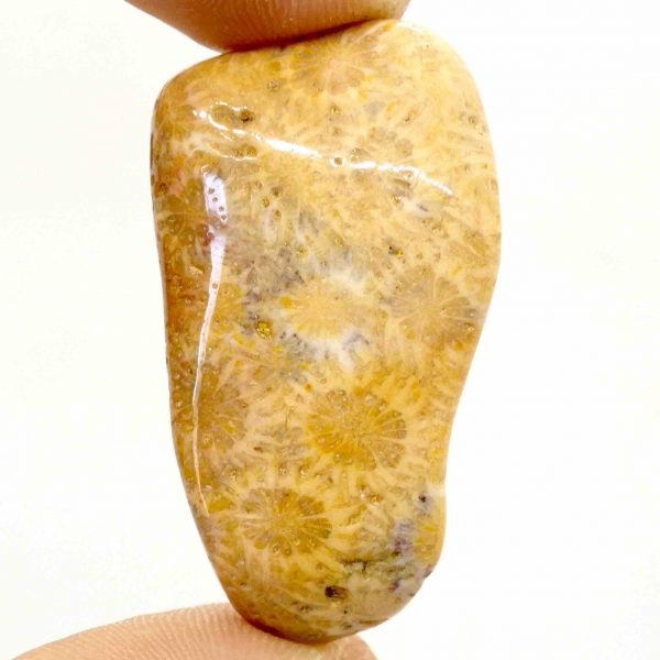 Agatized Fossil Coral tumbled A Grade 10-20g 2