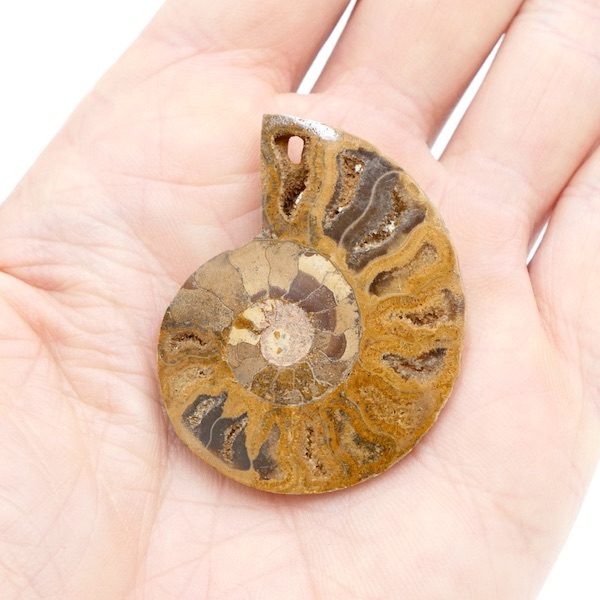 Ammonite Polished Fossil Specimen 4cm HALF SLICE 3