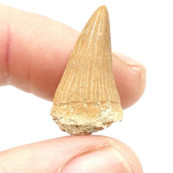 Mosasurs Lizard Tooth Fossil 2 FO02 3
