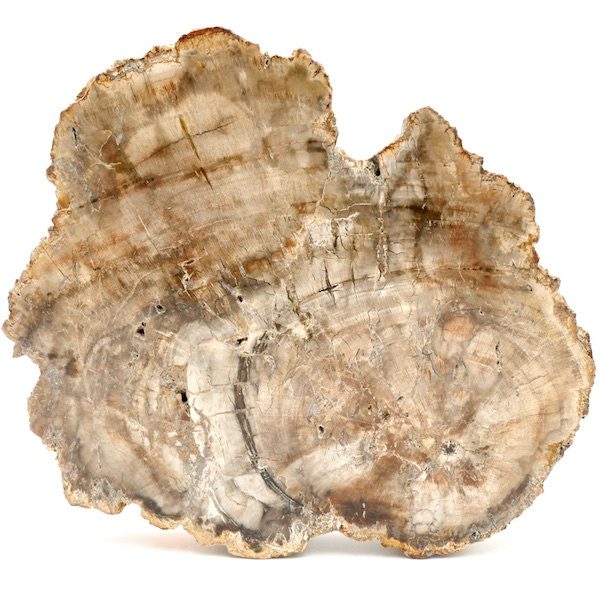 Podocarpus Fossil Wood Slice 15cm 1 F06 2