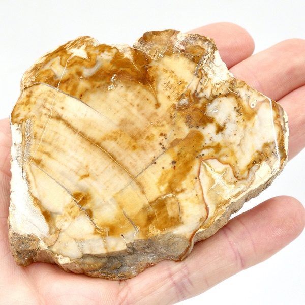 Podocarpus Fossil Wood Slices 8.5cm 109g 3 F07 9
