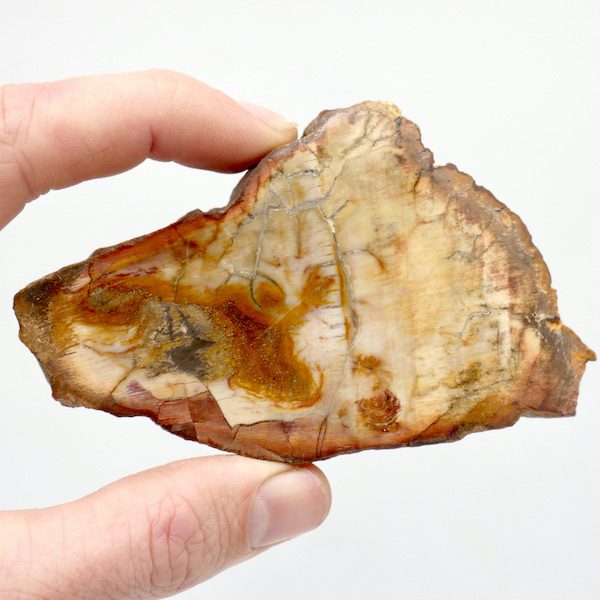 Podocarpus Fossil Wood Slices 9.5cm 113g 2 F07 5