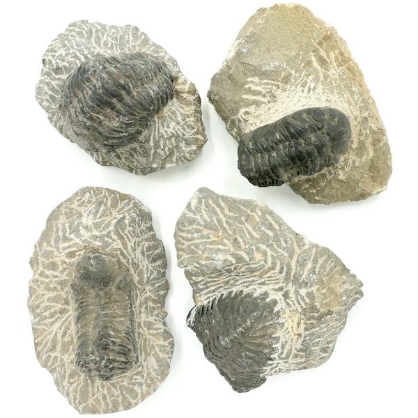 Trilobite Fossil on Matrix Lg 1 FO04